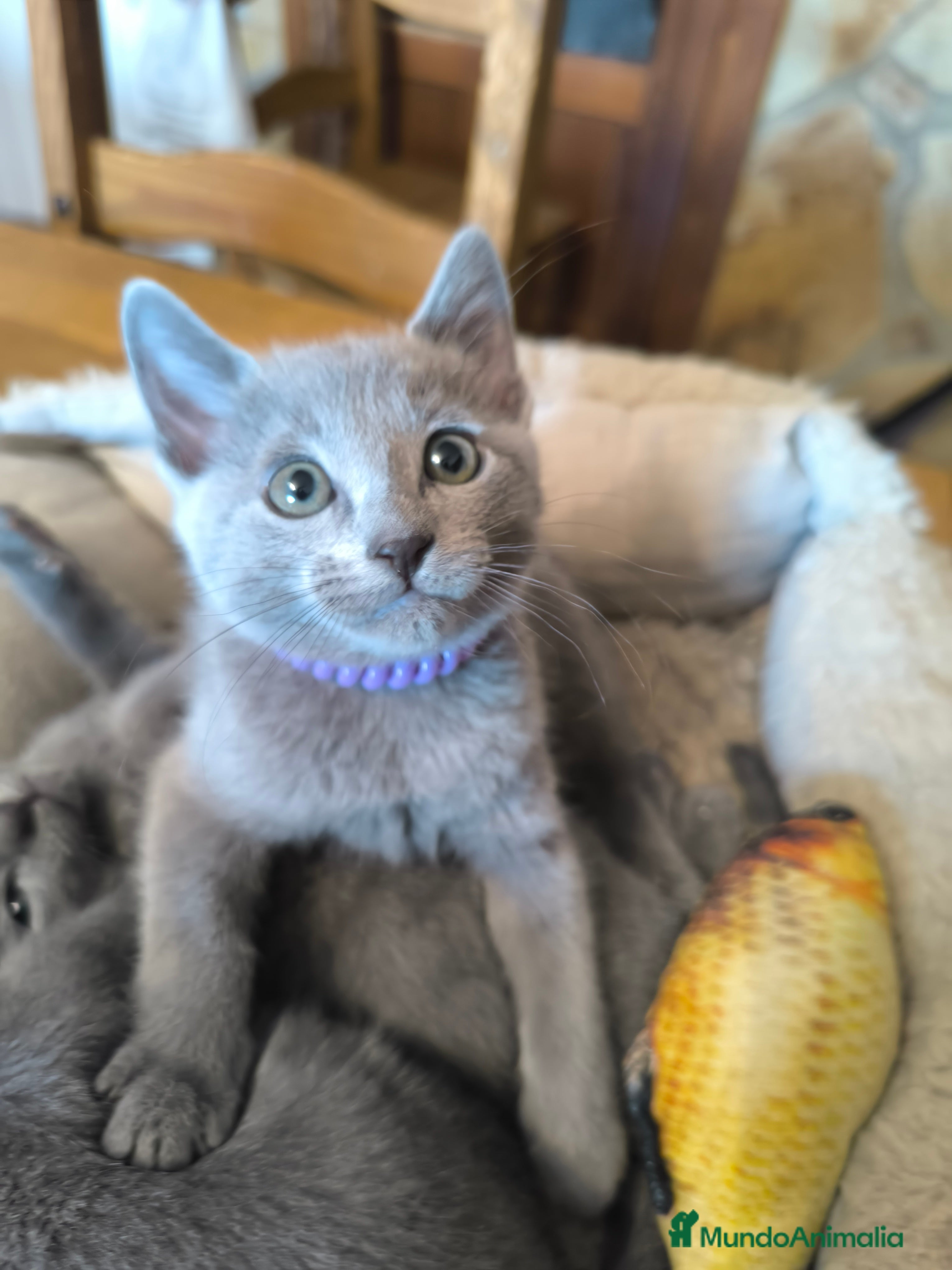 Azul Ruso gatos Gatitos azul ruso  - Anuncio 10