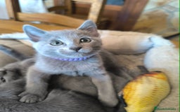 Azul Ruso gatos en venta: Gatitos azul ruso  - Imagen 1