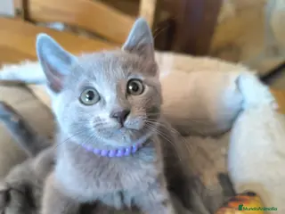 Azul Ruso gatos Gatitos azul ruso - Anuncio 1