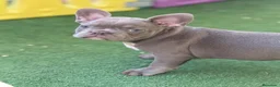Bulldog Francés perros en venta: Bulldog francés isabella new shade  - Anuncio 1