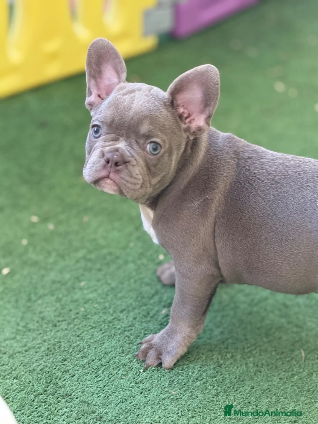 Bulldog Francés perros en venta: Bulldog francés isabella new shade  - Anuncio 1