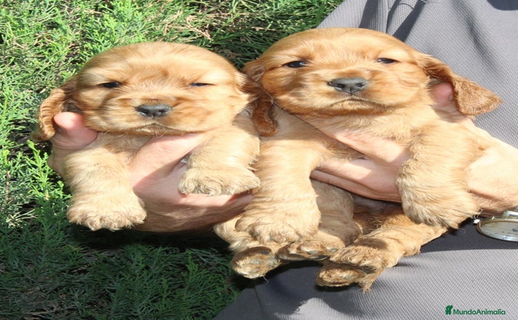 Cocker Spaniel Inglés perros - Anuncio 1