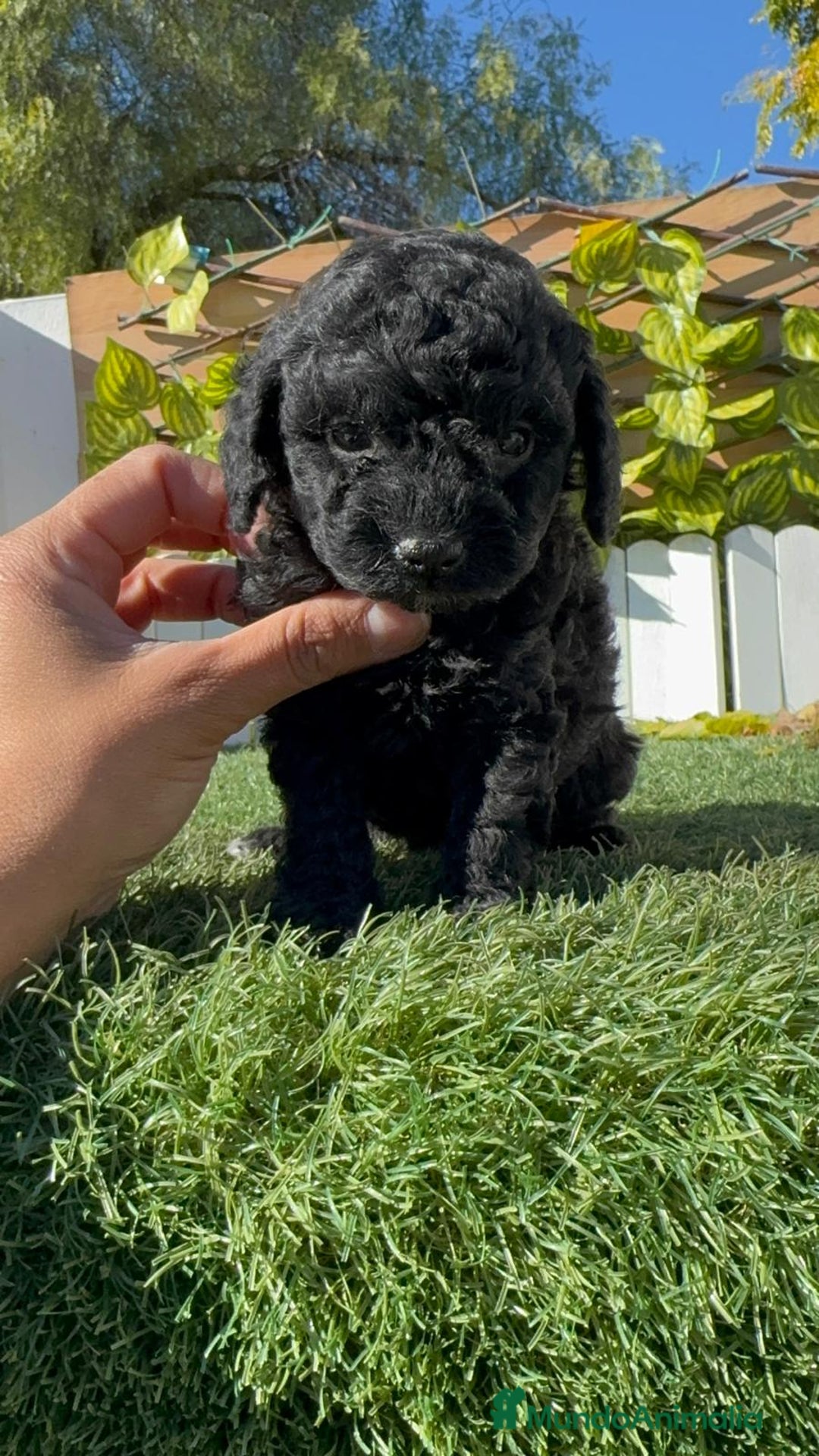 Caniche Toy perros en venta: CANICHE TOY HEMBRA - Anuncio 8