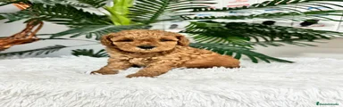 Caniche Enano 2