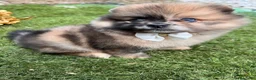 Pomerania perros en venta: POMERANIAS MINIATURA  - Anuncio 6