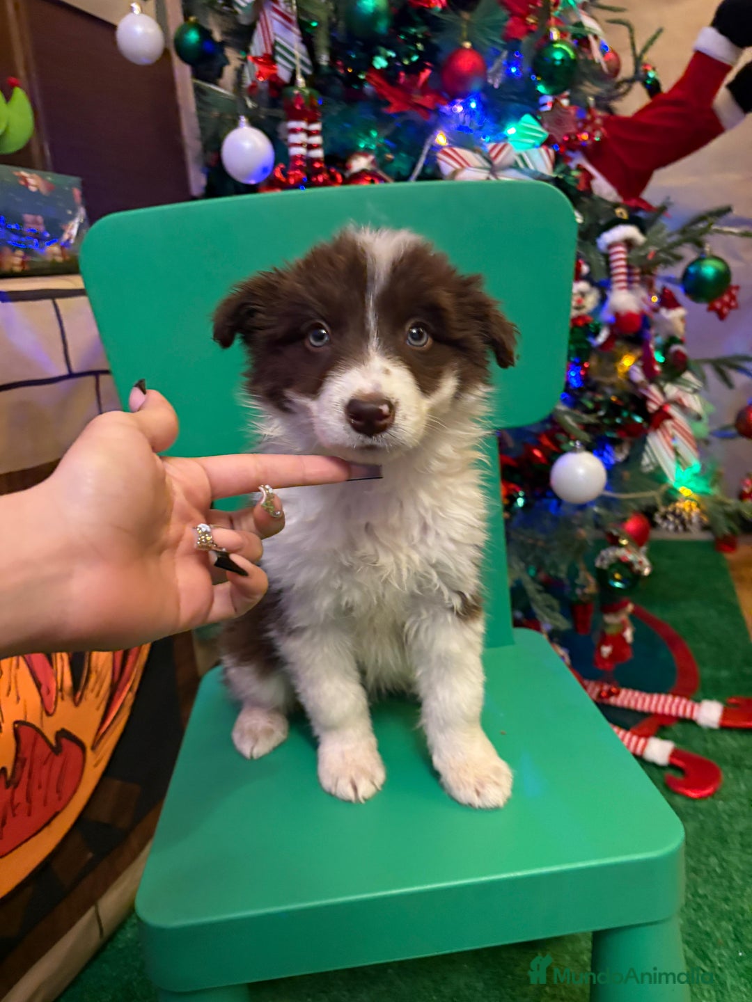 Border Collie perros en venta: Últimos cachorros de Boder collie!! - Anuncio 4