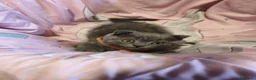 Scottish Fold gatos en venta: Scottish fold blue - Anuncio 11