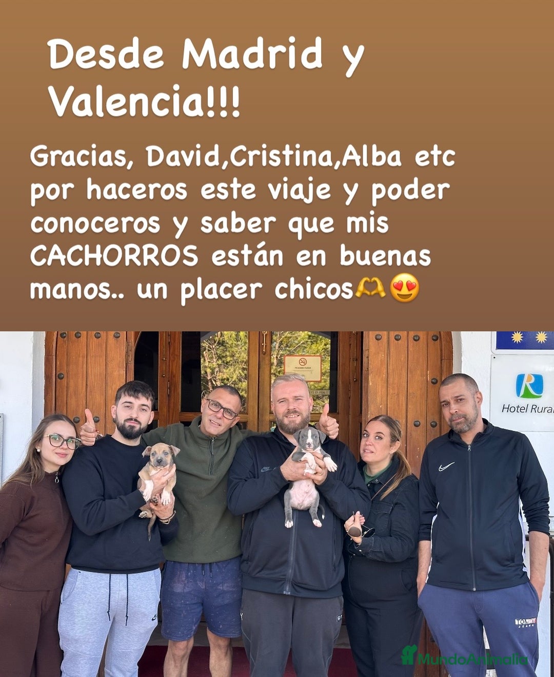 American Staffordshire-Terrier perros en venta: American Stanford, nueva Camada - Anuncio 1