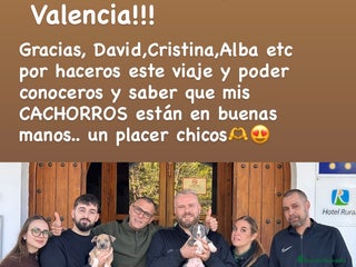 American Staffordshire-Terrier perros American Stanford, nueva Camada - Anuncio 1