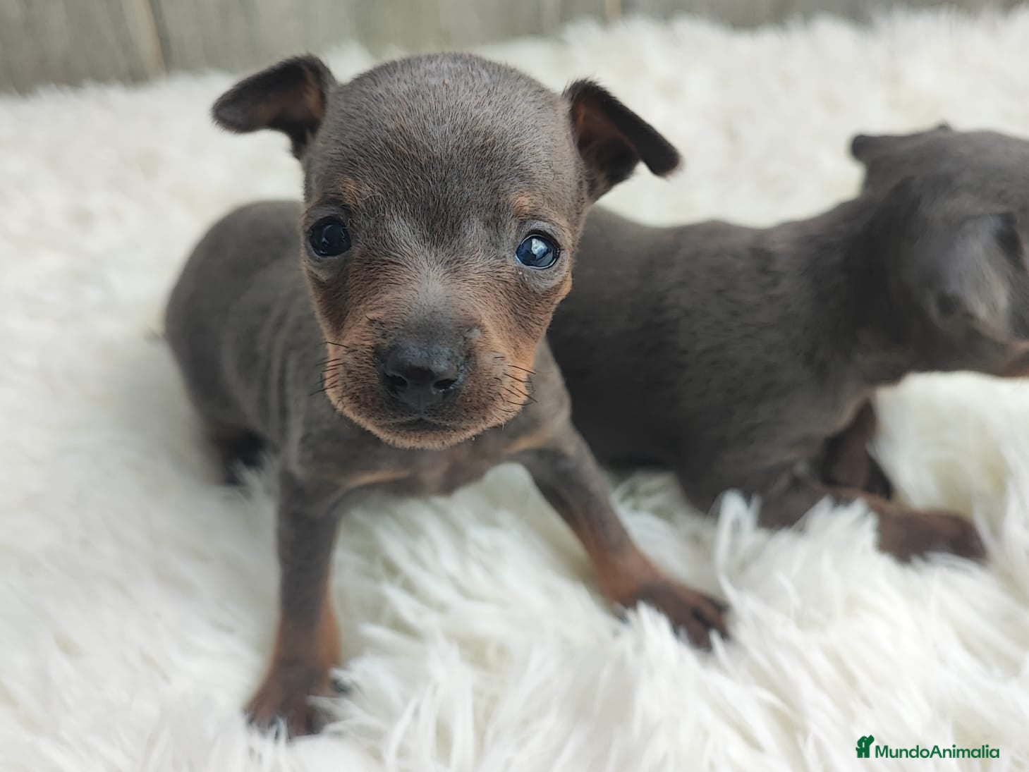 Ratón de Praga perros RATÓN DE PRAGA BLUE - Anuncio 4