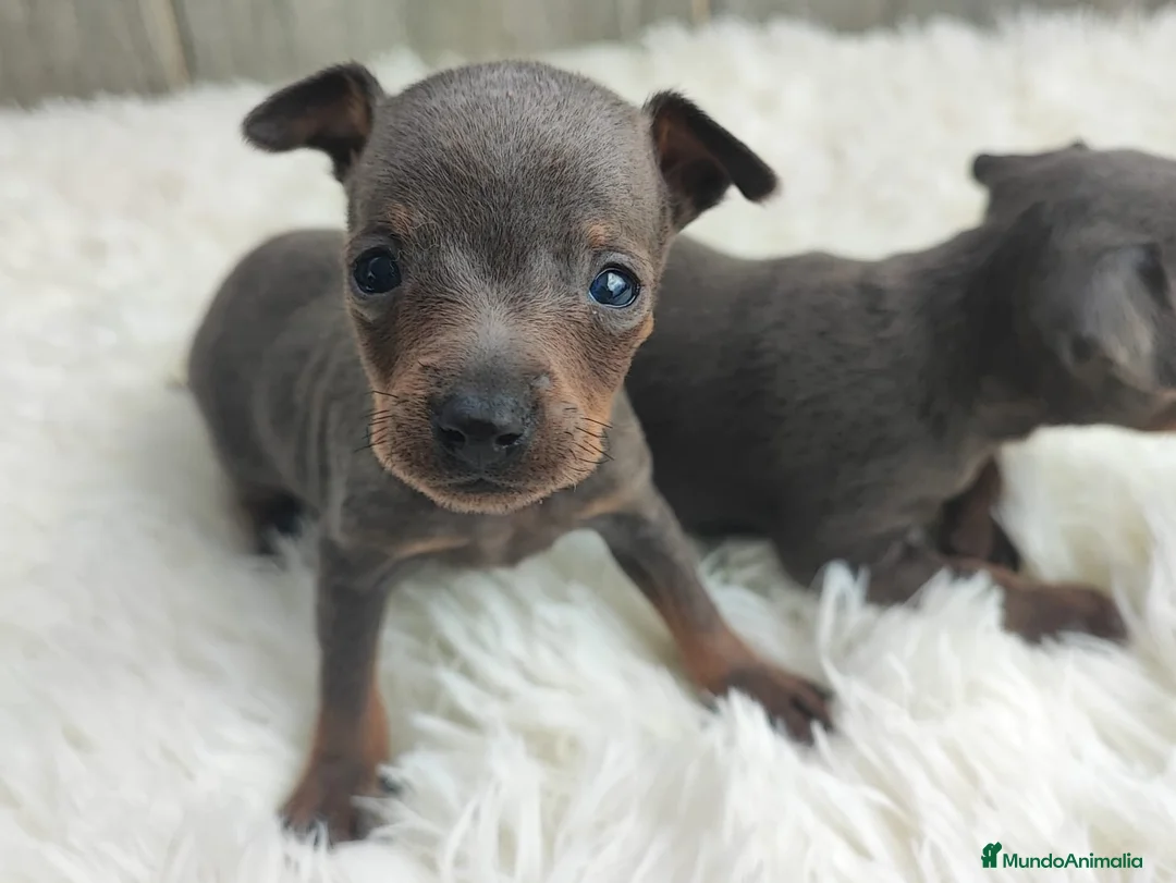 Ratón de Praga perros en venta: RATÓN DE PRAGA BLUE - Anuncio 1