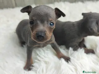 Ratón de Praga perros RATÓN DE PRAGA BLUE - Anuncio 4