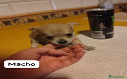Chihuahua perros en venta: Chihuahua Toy cabeza de manzana  - Imagen 3