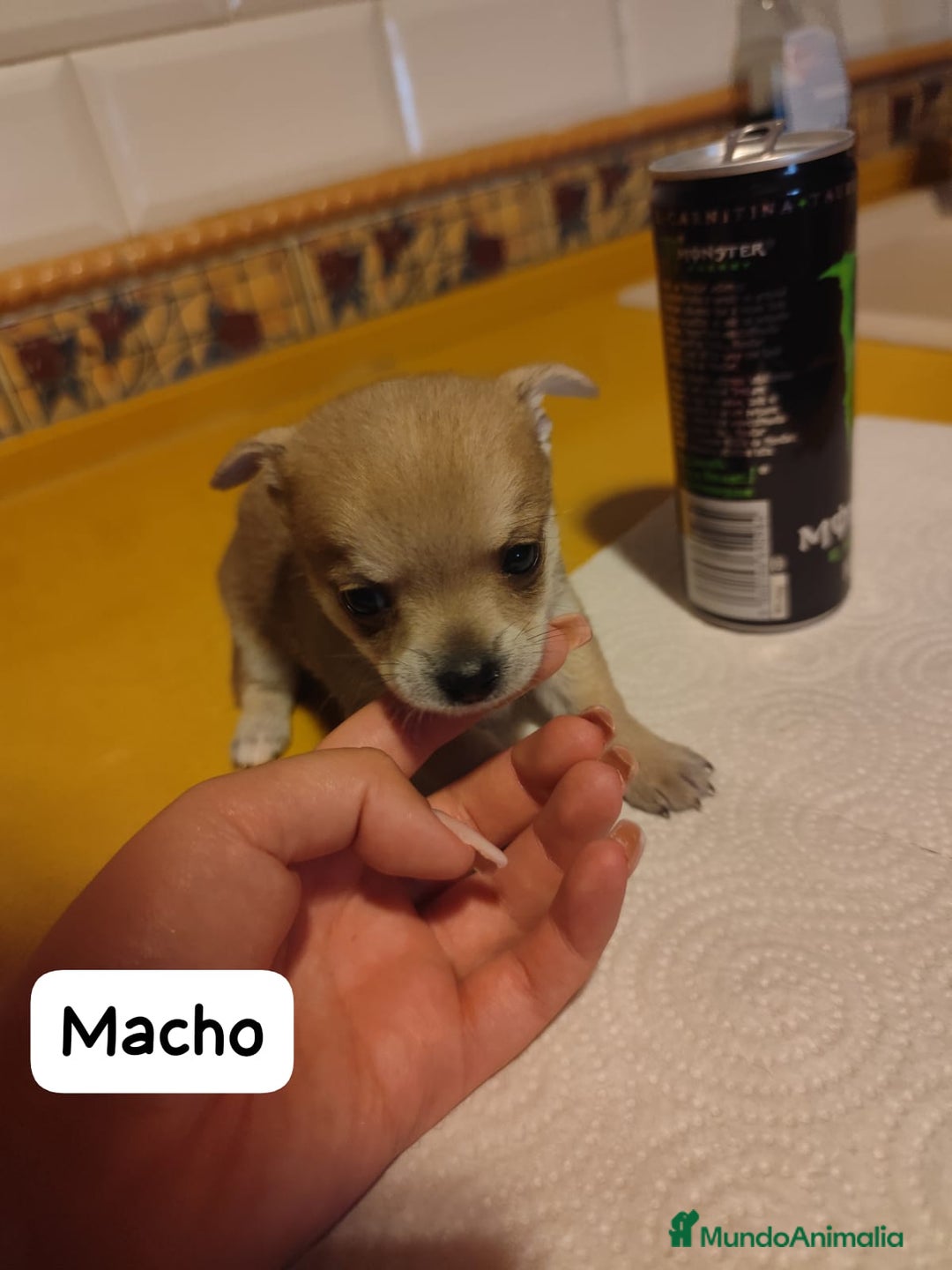 Chihuahua perros en venta: Chihuahua Toy cabeza de manzana  - Imagen 3