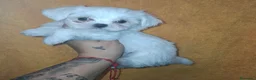 Bichón Maltés perros en venta: Bichón maltés - Anuncio 5