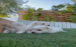 Bichón Maltés perros en venta: BICHÓN MALTÉS  - Imagen 19