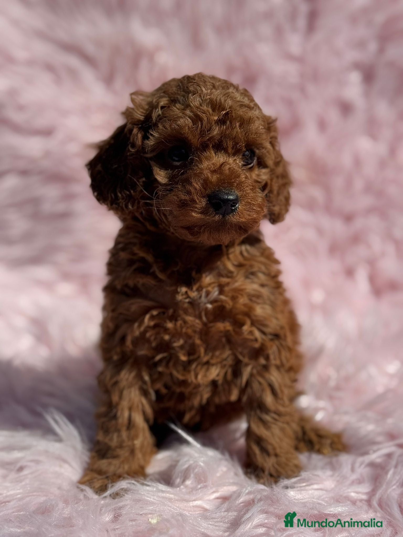 Caniche Toy perros CANICHE TOY ROJOS EXCLUSIVOS - Anuncio 2