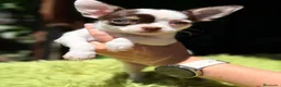 Chihuahua perros en venta: CHIHUAHUA TRICOLOR MACHO  - Anuncio 3