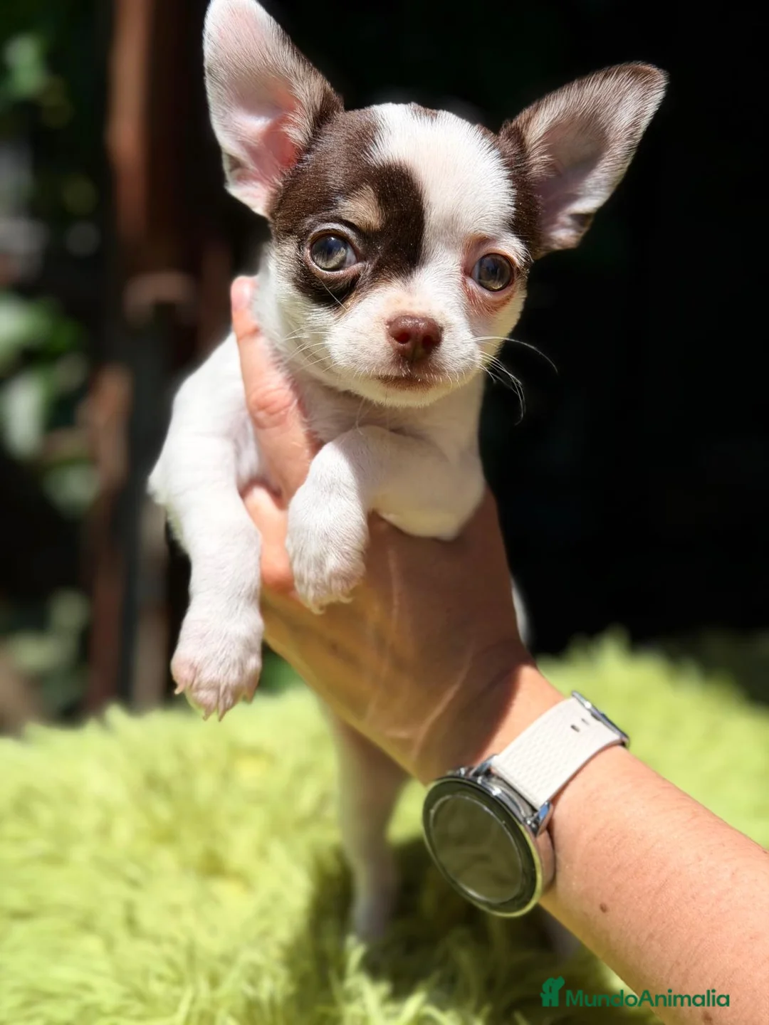 Chihuahua perros en venta: CHIHUAHUA TRICOLOR MACHO  - Anuncio 3