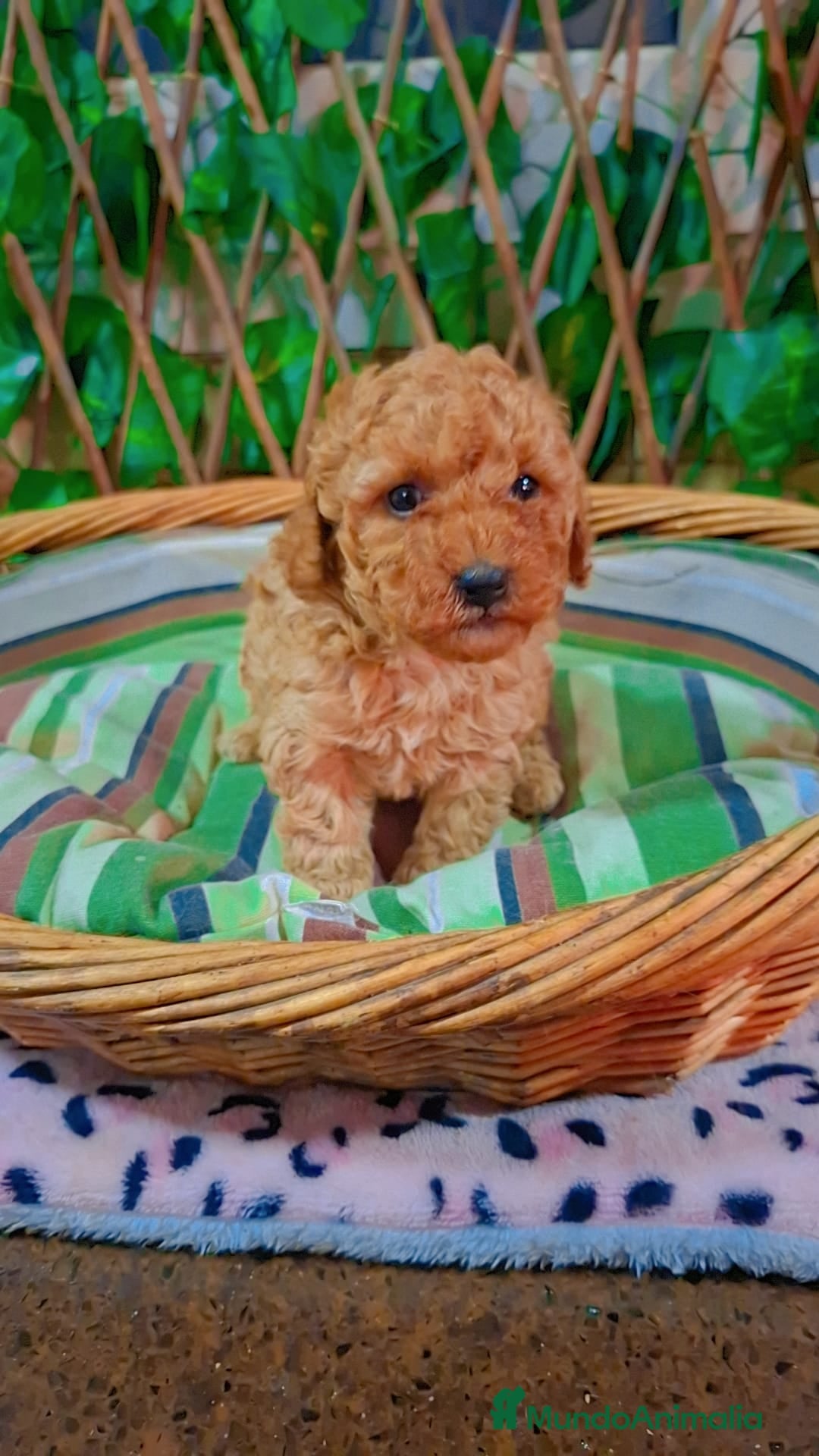 Caniche Toy perros Hembra de caniche  - Anuncio 1