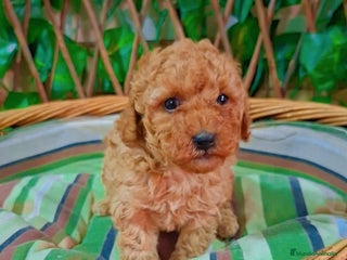 Caniche Toy perros Hembra de caniche - Anuncio 1