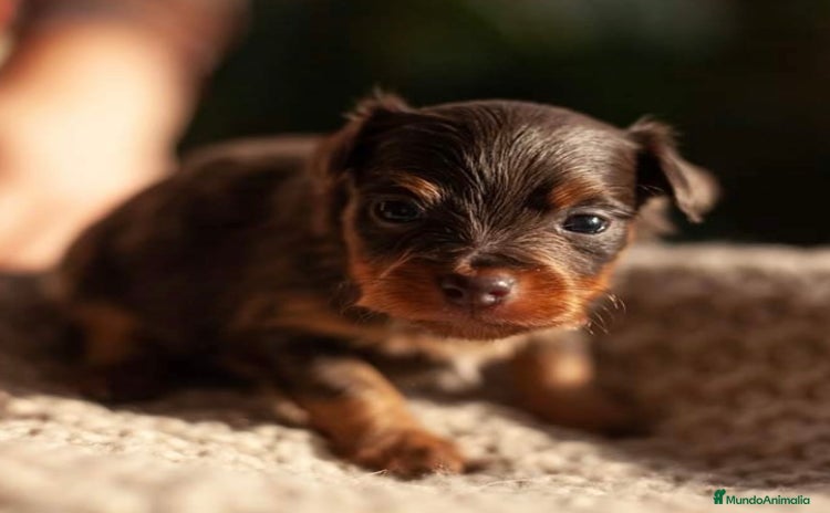 Yorkshire Terrier perros - Anuncio 1