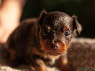 Yorkshire Terrier perros - Anuncio 1