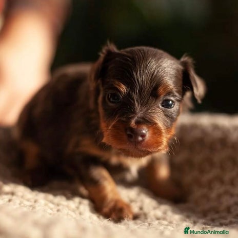 Yorkshire Terrier perros - Anuncio 1