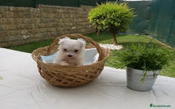 Bichón Maltés perros en venta: CACHORR@S BICHÓN MALTÉS  - Imagen 3