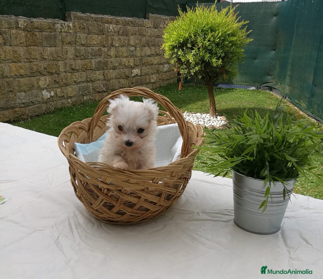 Bichón Maltés perros en venta: CACHORR@S BICHÓN MALTÉS  - Imagen 3