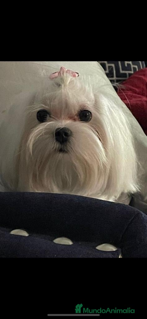 Bichón Maltés perros Excelente camada Bichon Maltes - Anuncio 2