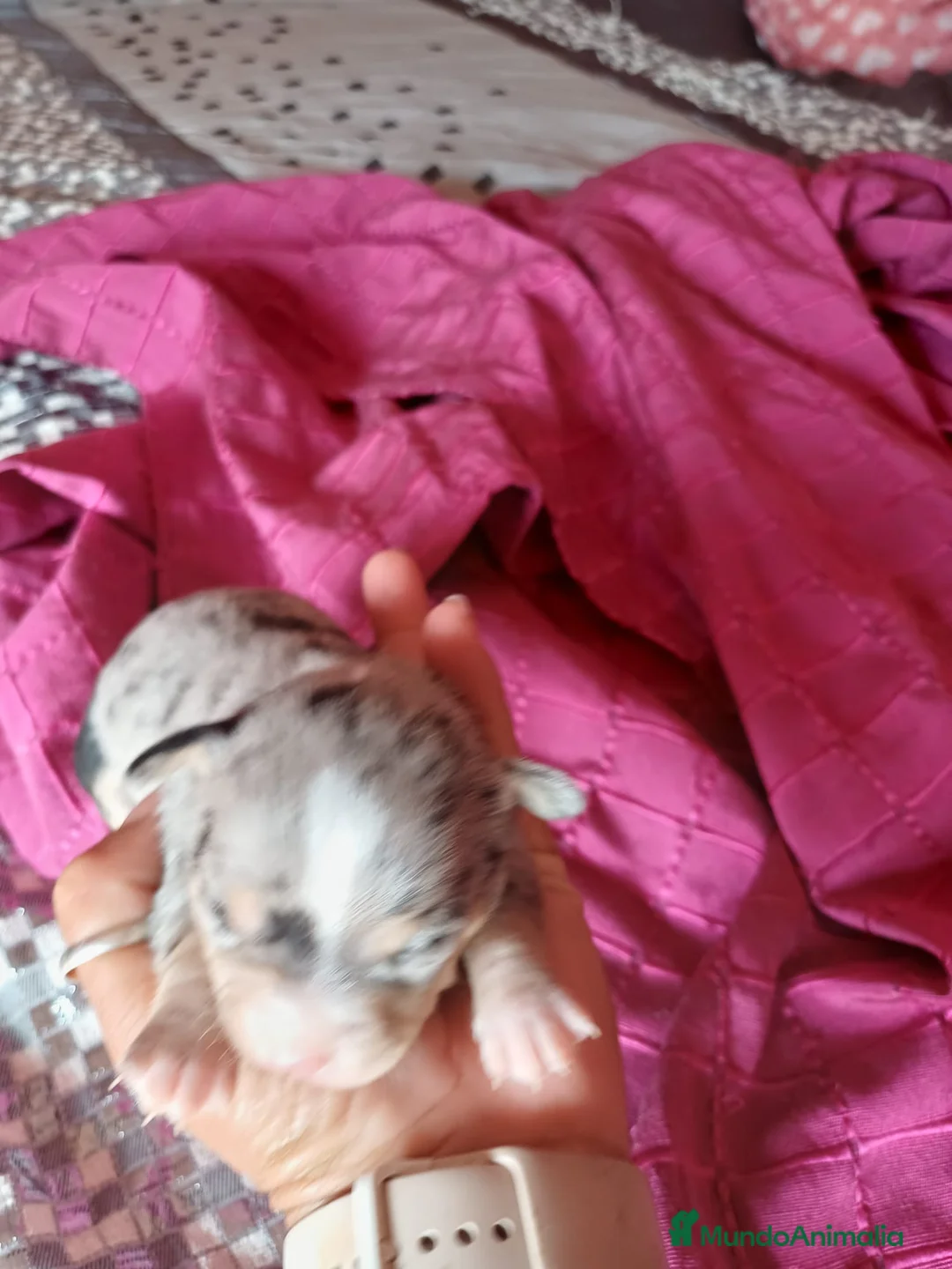 Chihuahua perros en venta: Hembra Chihuahua merle🐾 - Anuncio 6