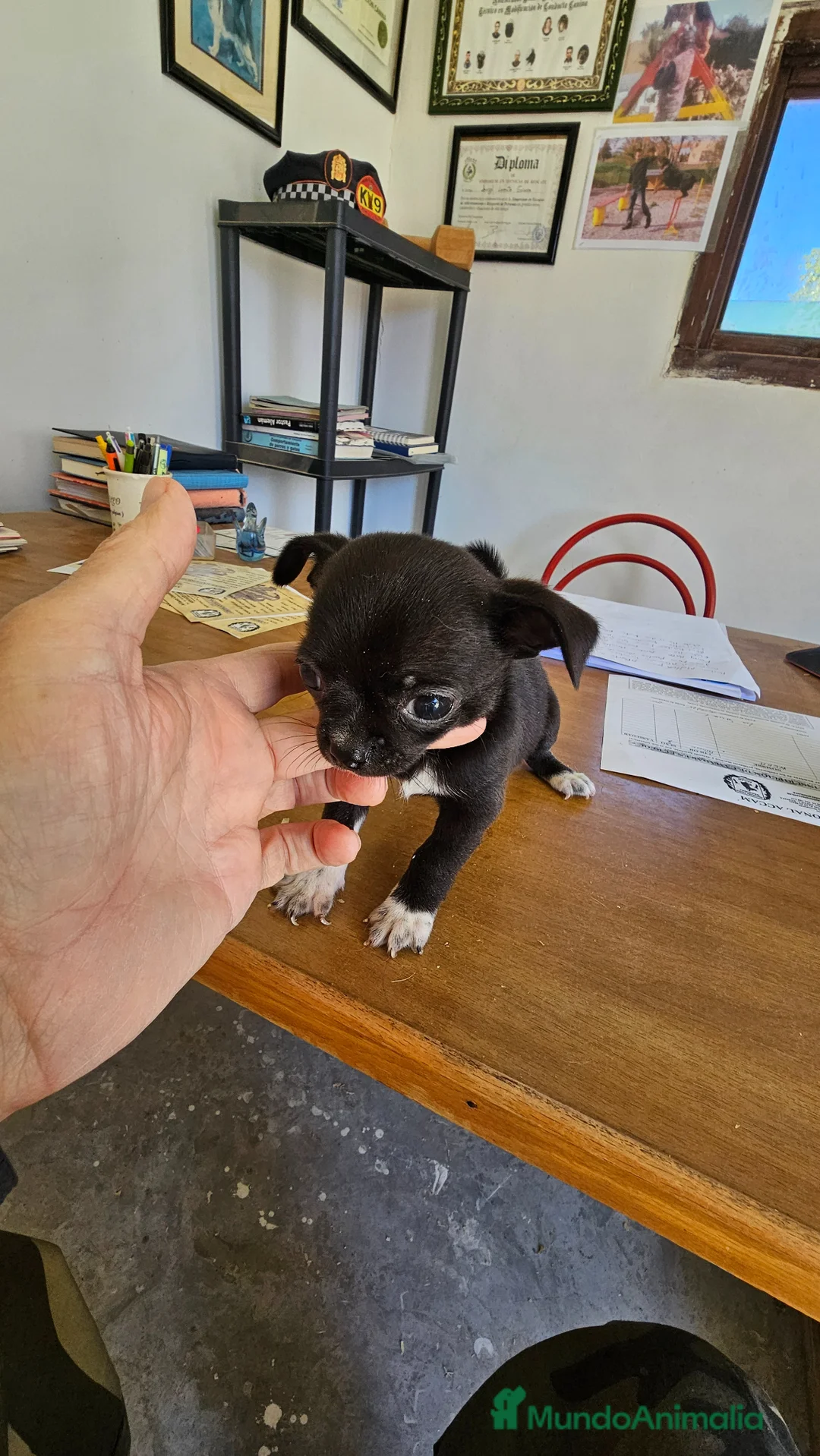 Chihuahua perros en venta: Bonito chihuahua mini - Anuncio 6