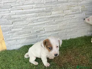 Jack Russell Terrier perros Jack Russell - Anuncio 1