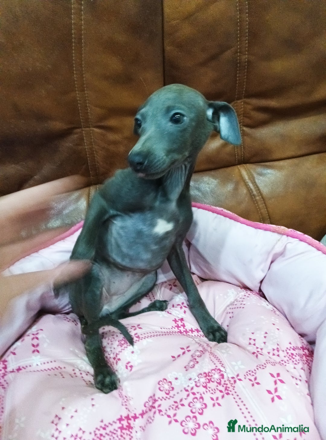 Pequeño Lebrel Italiano perros en venta: Piccolo lebrel blue - Anuncio 2