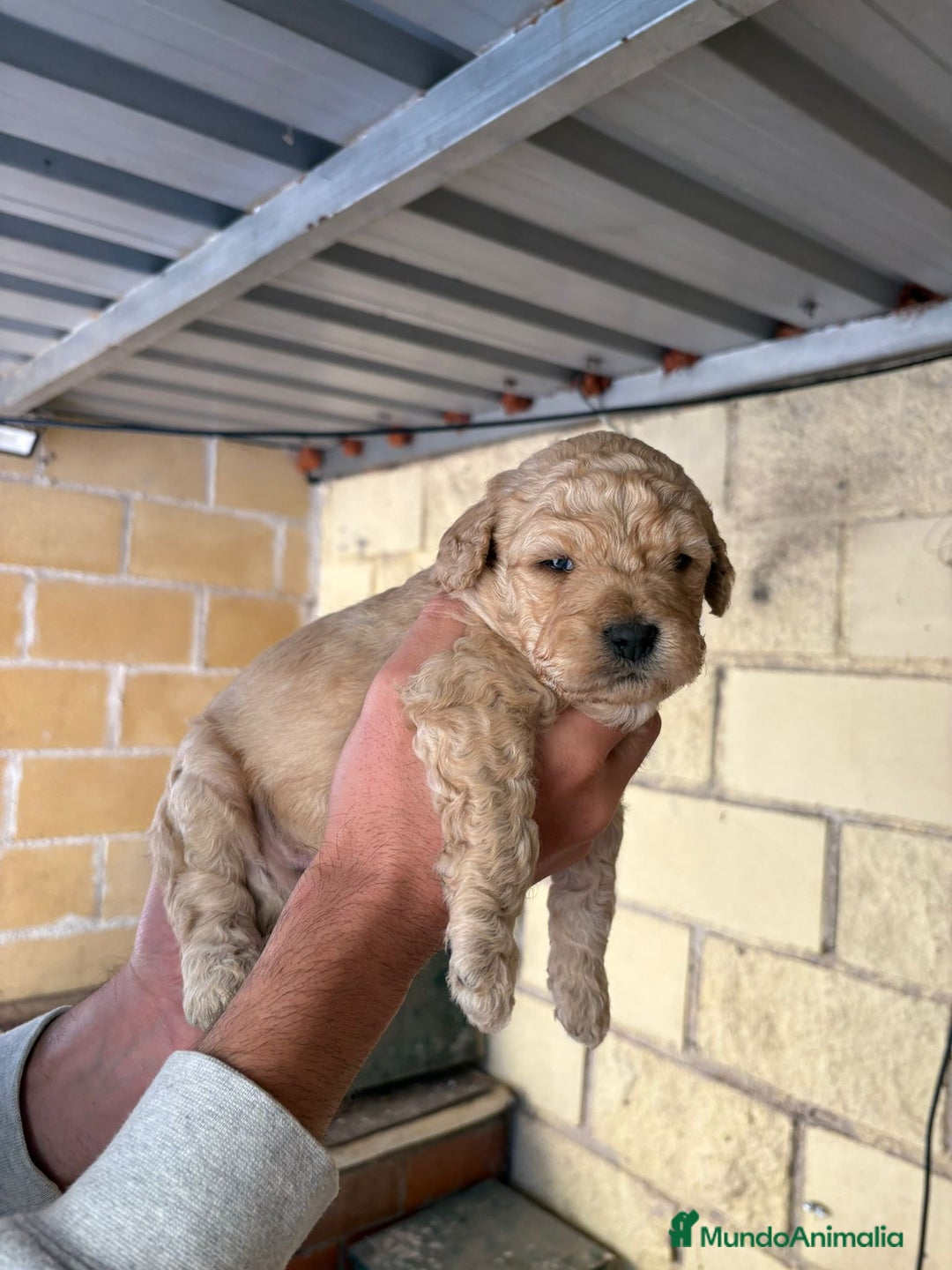 Perro de Agua Español perros en venta: Cachorritos perro de aguas español - Imagen 3