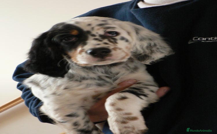 Setter Inglés perros - Anuncio 7