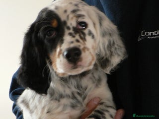Setter Inglés perros - Anuncio 1