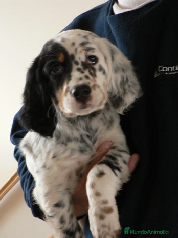 Setter Inglés perros - Anuncio 3