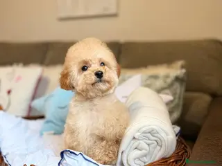 Caniche Toy perros Caniche Toy apricot lista para entregar - Anuncio 4