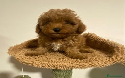 Caniche Enano perros en venta: Preciosos Caniches  - Imagen 6