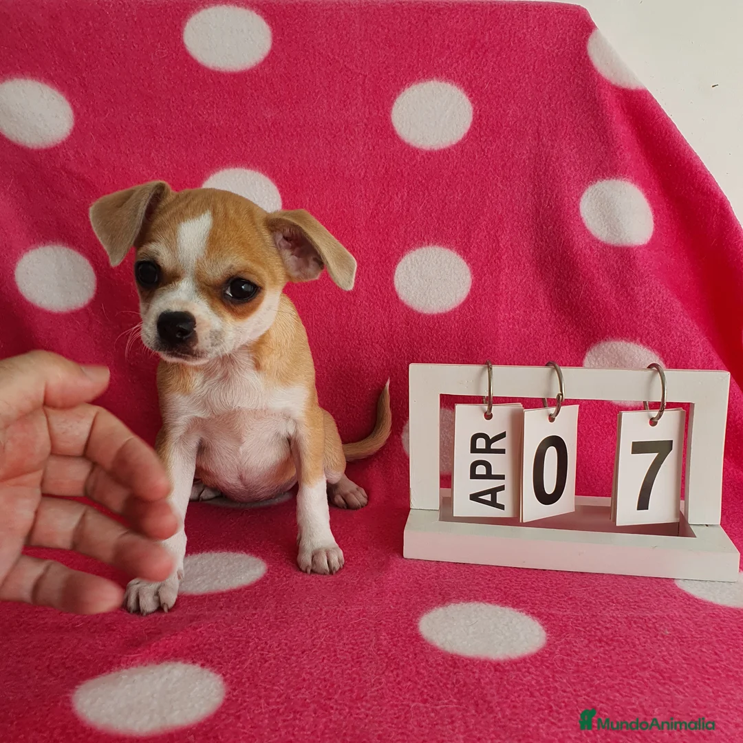 Chihuahua perros en venta: Chihuahua mini  - Anuncio 2