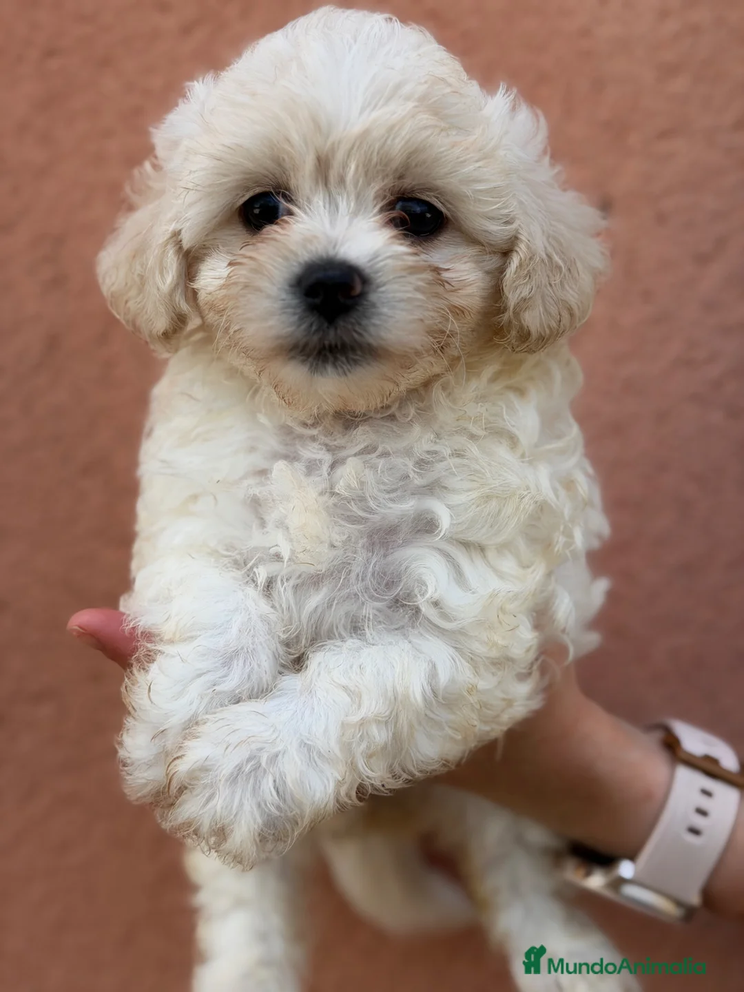 Bichón Maltés perros en venta: Bichon Maltes americana  - Anuncio 1