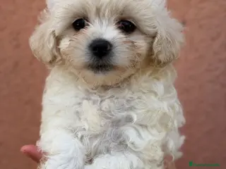 Bichón Maltés perros Bichon Maltes americana - Anuncio 1