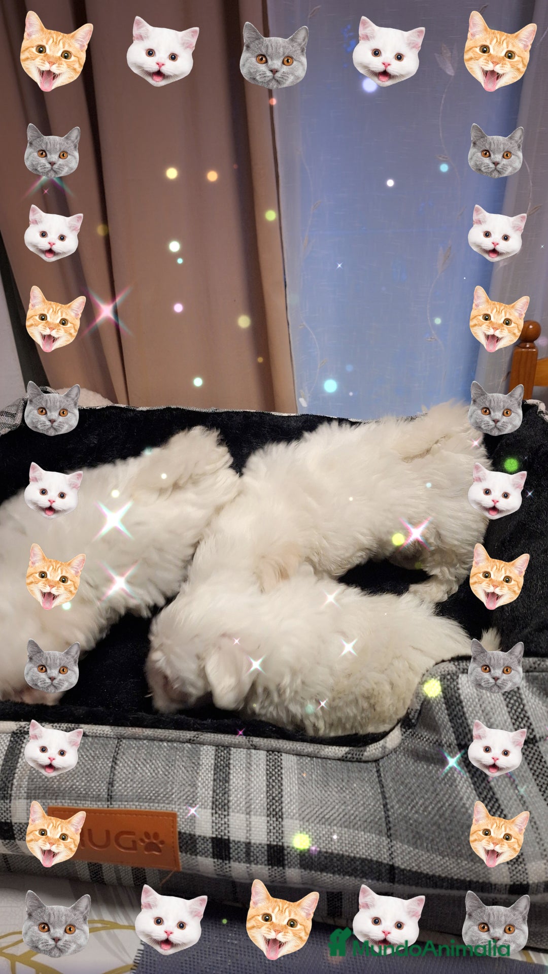 Bichón Maltés perros en venta: Bichón maltés  - Anuncio 3