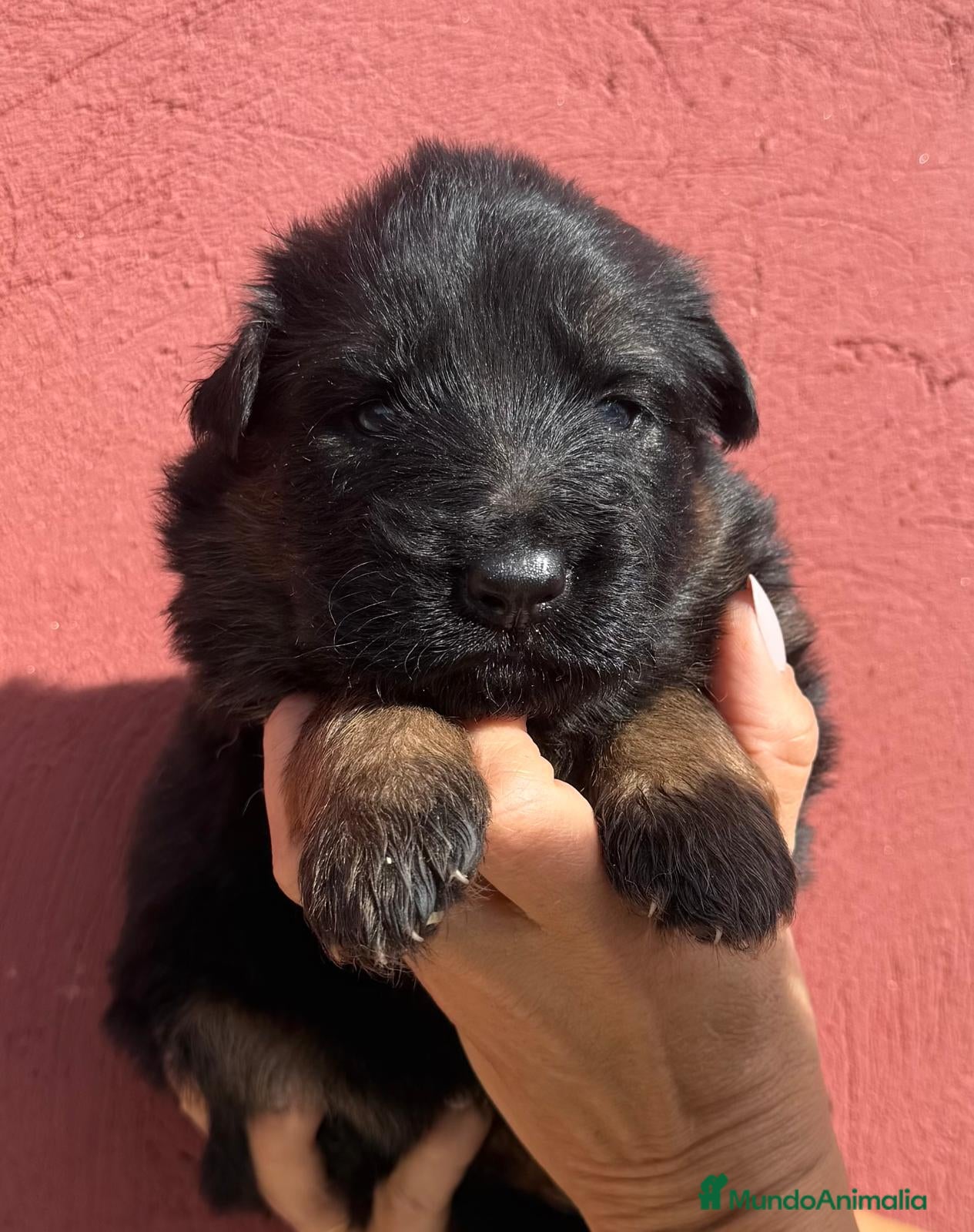 Pastor Alemán perros 🔥 Cachorros Pastor Alemán con Pedigrí  - Anuncio 1