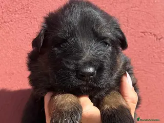 Pastor Alemán perros 🔥 Cachorros Pastor Alemán con Pedigrí - Anuncio 1