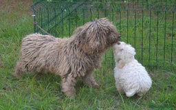 Perro de Agua Español perros en venta: CACHORRA, PERRO DE AGUA ESPAÑOL - Anuncio 7