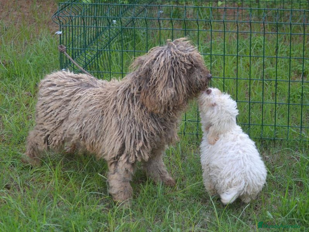Perro de Agua Español perros en venta: CACHORRA, PERRO DE AGUA ESPAÑOL - Anuncio 7