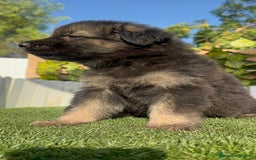 Pastor Alemán perros en venta: PASTOR ALEMAN - Imagen 17